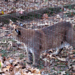 Bobcat at the Nature Station (Land Between the Lakes)