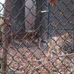 Coyote at the Nature Station
