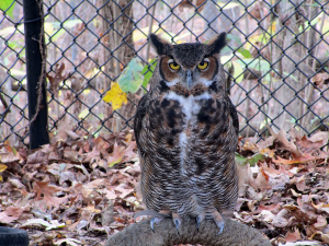 Gorgeous Owl LBL Nature Station
