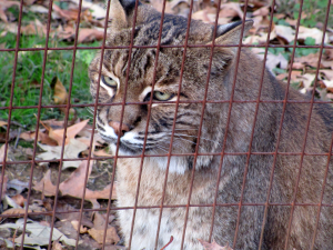 Bobcat at Woodlands Nature Station in the Land Between the Lakes (November 2015)
