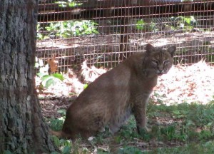 Bobcat at Woodlands Nature Station in the Land Between the Lakes