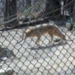 Coyote Woodlands Nature Station