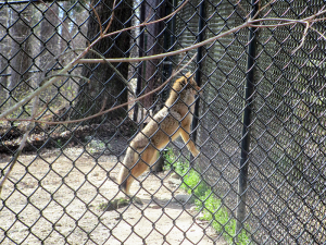 Coyote at Woodlands Nature Station