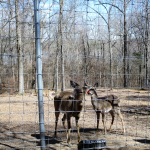 Deer at Woodlands Nature Station