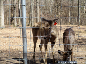 Deer at Woodlands Nature Station