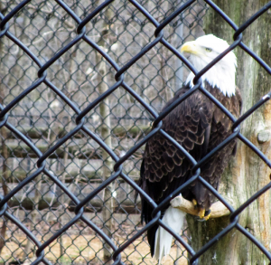 Eagle at Woodlands Nature Station