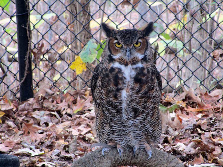 Owl at Woodlands Nature Station