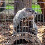 Groundhog at Woodlands Nature Station