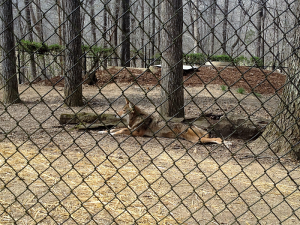 Red Wolf at Woodlands Nature Station