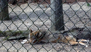 Red Wolf at Woodlands Nature Station
