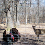 Turkeys and Deer at the Nature Station in the LBL