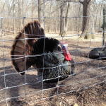 Turkeys at the Nature Station in the LBL