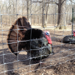 Turkeys at the Nature Station in the Land Between the Lakes (LBL)