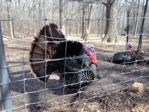 Turkeys at the Nature Station in the Land Between the Lakes (LBL)