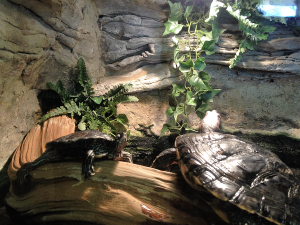 Turtles Indoors, Woodlands Nature Station