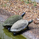 Turtles Woodlands Nature Station
