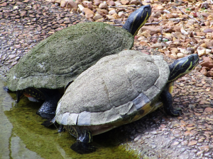 Turtles Woodlands Nature Station