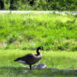 Canadian Goose with Goslings