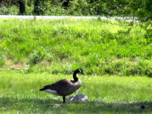 Canadian Goose with Goslings
