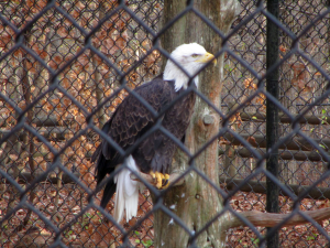 Eagle at the Nature Station