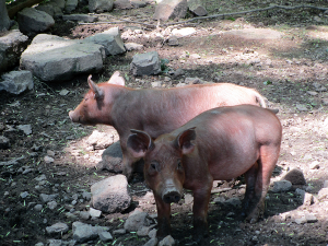 Feeding Time for the Pigs at the Homeplace in the Land Between the Lakes