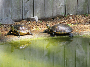 Turtles at Woodlands Nature Station (Land Between the Lakes)