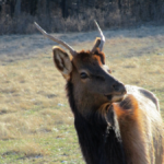 Elk and Bison Prairie January 2017