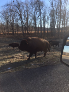 Bison in the Elk and Bison Prairie 2017