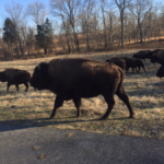 Bison in the Elk and Bison Prairie 2017