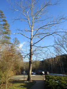 Cumberland Falls State Resort Park Tree