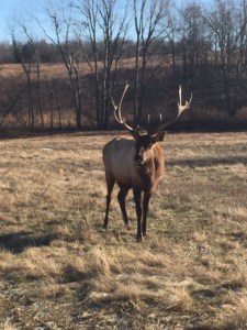 Elk in the Elk and Bison Prairie January 2017