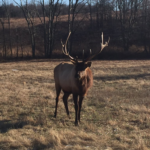 Elk in the Elk and Bison Prairie January 2017