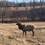 Elk & Bison Prairie