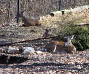 Deer at the Nature Station