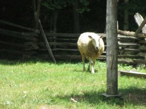 Sheep at The Homeplace LBL
