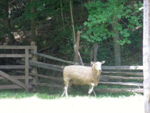 Sheep at The Homeplace LBL