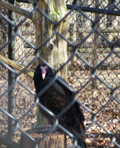Turkey Vulture at the Nature Station