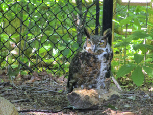 Great Horned Owl Nature Station LBL