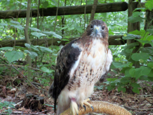 Red-Tailed Hawk Woodlands Nature Station LBL