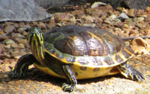Turtle, Woodlands Nature Station