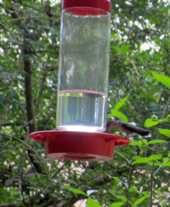 Hummingbird at Woodlands Nature Station